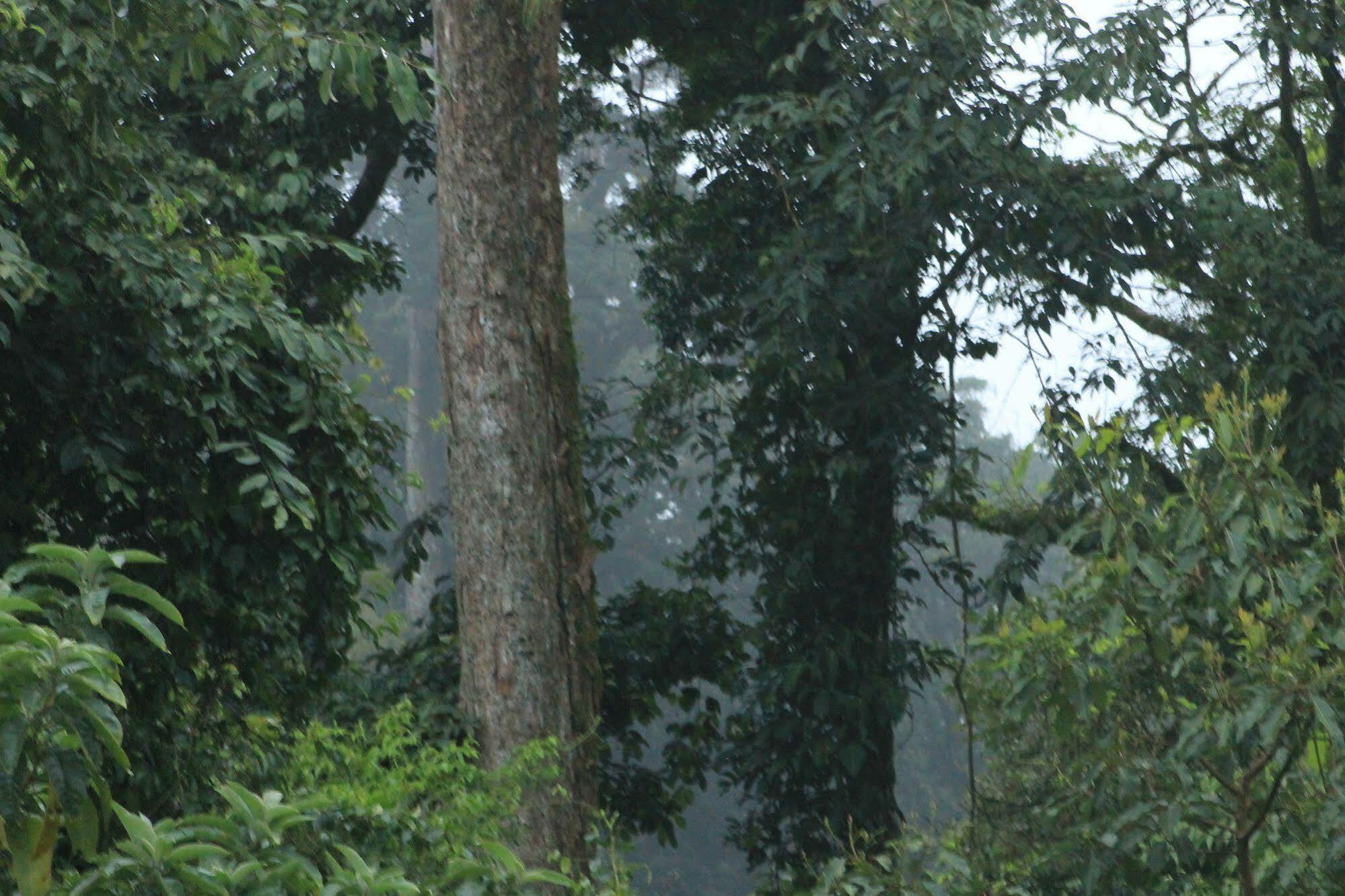 Hotel Bosque Verde Lodge Monteverde Esterno foto
